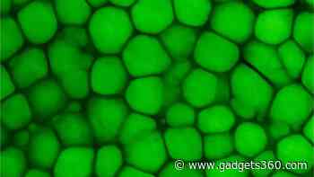 New Cartilage Type Found: Lipocartilage Resembles Fat, Boosts Elasticity