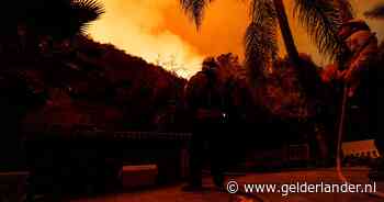 Ongerepte palmbomen in vuurzee LA trekken de aandacht, experts weerleggen complottheorieën