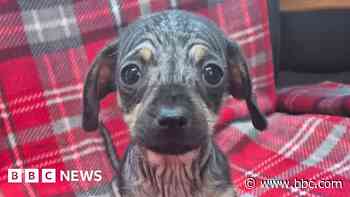 Pet neglect at 'crisis' record high, says shelter