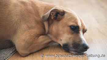 Demenz bei Haustieren: So erkennen Sie die Krankheit