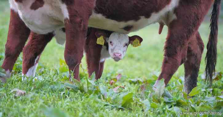 Kalveren uit Duitse deelstaat met mkz-uitbraak in Nederland, minister gooit kalverboerderijen op slot
