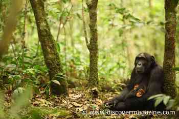 Chimps Use Both Genetics and Behavior to Adapt to Different Environments