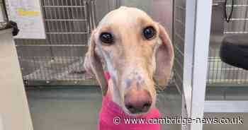 'Thinnest dog' RSPCA has ever seen abandoned on New Year's Day