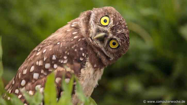 CES-Absurditäten 2025