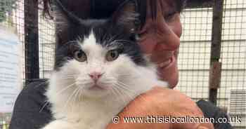 Brentwood cat rescue centre calls for help amidst 'terrible crisis'