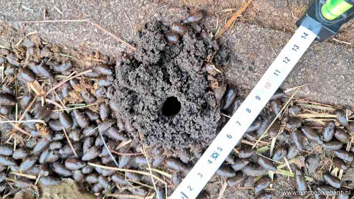 Boswachter Frans kent de geheimzinnige gangengraver bij het geitenhok