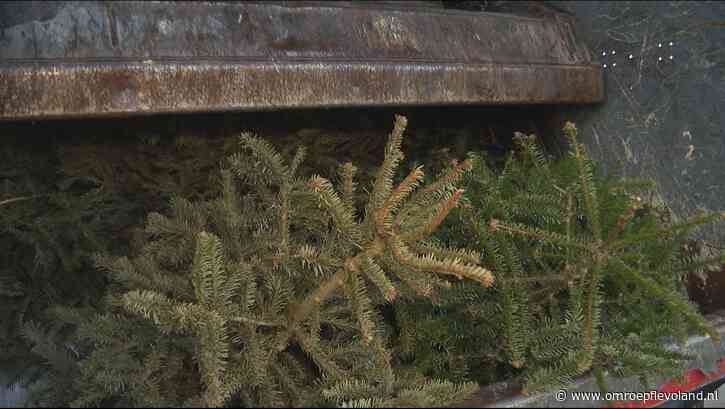 Almere - Okke, Piak en Tibbe krijgen vijftig cent voor elke ingeleverde kerstboom