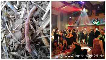 Helodrilus bavaricus: Das hoffnungsvolle Jahr des Regenwurms