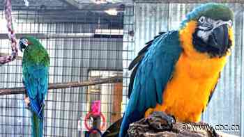Halifax legend Merlin the macaw spreading his wings at new home in Ontario