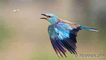 400mm vs. 600mm: Which Telephoto Lens Should You Choose?