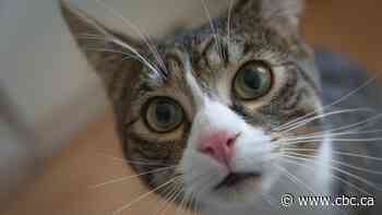 'My cat is mean' and other inappropriate calls to Sask. RCMP