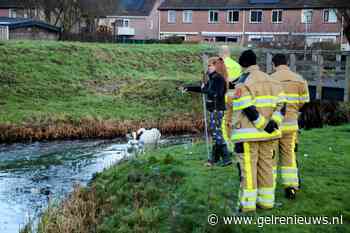 Twee zwanen vast in het ijs in Tiel