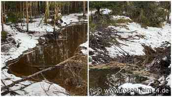 Zerstörter Biberdamm bei Raubling: So viele Jahre Haft drohen dem Täter