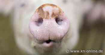 Quarantäneprüfung: Erste Länder vorsichtig bei Fleischimport aus Deutschland