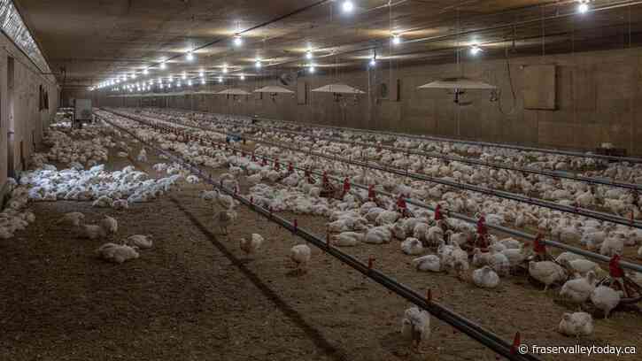 Fraser Valley poultry farms continuing to deal with Avian flu outbreaks