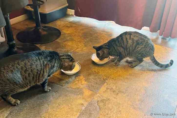 California man says two of his cats died after drinking raw milk recalled for bird flu