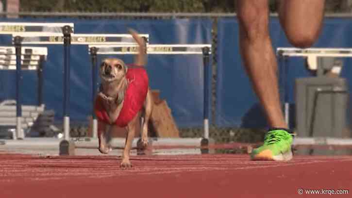 Marathon-running Chihuahua aims for the record books