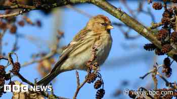 Tributes to birder in university exhibition