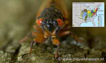 Enorm ‘buitenaards wezen’-insect komt dit jaar uit een 17-jarige slaap tevoorschijn