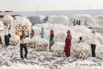 Het ‘eerlijke’ katoen van westerse merken? Geoogst door Indiase kinderen