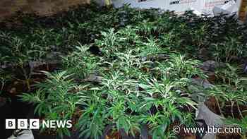 'Secluded' home used to grow cannabis in attic