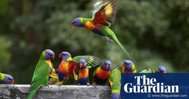 Mystery syndrome killing rainbow lorikeets and flying foxes leaves scientists baffled