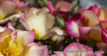 Show you care with Rose of the Year 2025 'You're My Everything'