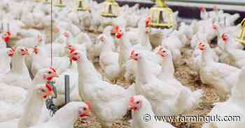 Peracetic acid tech offers poultry farmers new defence against disease