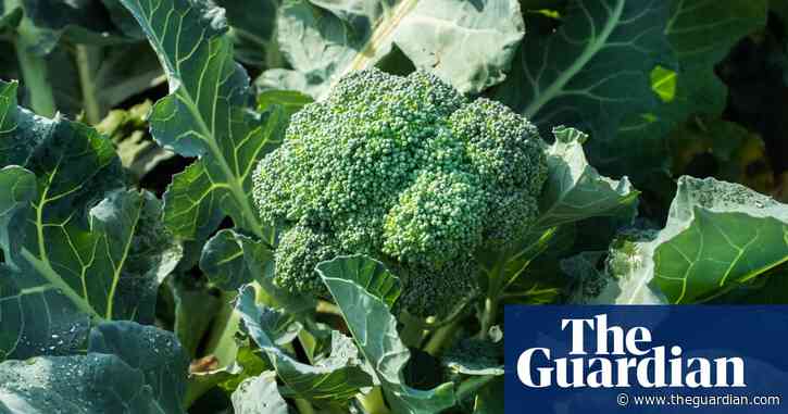 UK faces broccoli and cauliflower shortage this spring