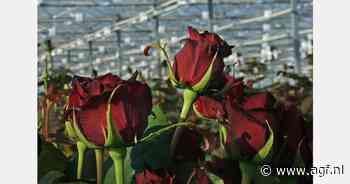 Toxicoloog nuanceert ophef rond pfas en pesticiden