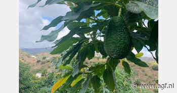 "In januari opnieuw evenwicht tussen prijs en aanbod avocado's"