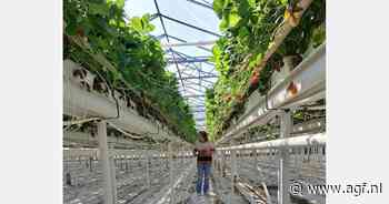 "Men prefereert in deze periode nog altijd Belgische aardbeien boven het Spaanse aanbod"