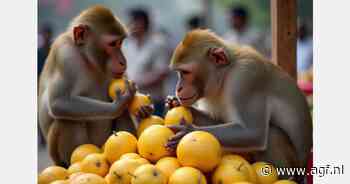 Apen overvallen groenten- en fruitverkopers