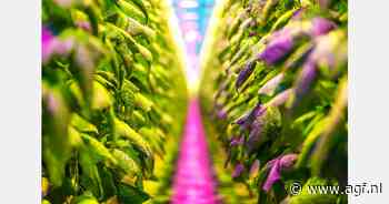 Opbrengst eerste belichte Nederlandse komkommers van Kompany naar Kidzbase