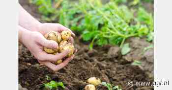 DCA Market Intelligence introduceert de EU-4 Potato Index voor fritesaardappelen
