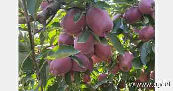 "Tekort aan betaalbare Red Delicious en Fuji"