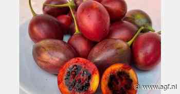 Boomtomaten uit Nederlandse paprikakas