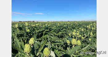 "Artisjokken van overzee zijn goedkoper, maar minder vers"
