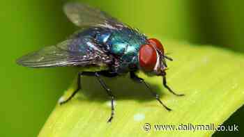The Housefly Effect by Eva Van Den Broek & Tim Den Heijer: The seven flies that control us