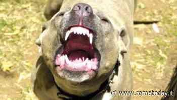 Ragazza aggredita in strada da due pitbull. "Viva per miracolo"