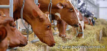 Melkprijs Eko-Holland blijft in januari gelijk