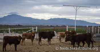 Mexican cattle banned from Texas due to screwworm threat