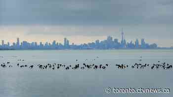 Toronto weather: Cold weather moves back in amid flurries