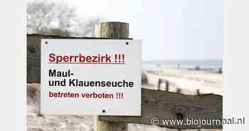 MKZ-uitbraak in Brandenburg betreft serotype O, vaccin beschikbaar