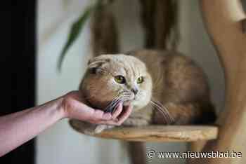 Dierenbescherming waarschuwt voor oplichters die katten weghalen bij ouderen: “Geef nooit je huisdier zomaar mee”