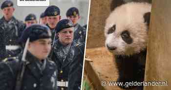 Nieuws van de dag | Bewaker glijdt uit en spietst zijn hoofd op bajonet van zijn wapen • Moeder Annie voor ogen van echtgenoot Henk gedood in Ierland