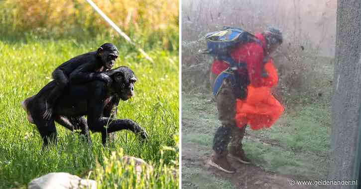 Hoe kon de parachutesprong bij de dierentuin zo mis gaan? ‘Hij zei nog: we springen alleen als we genoeg kunnen zien’
