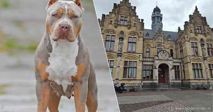 Hond verkracht door 76-jarige buurman tijdens vakantie: ‘Daily is niet meer dezelfde’