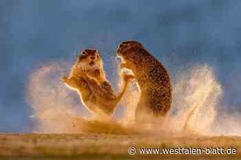 Fotografische „Glanzlichter“ werden in Paderborn ausgestellt