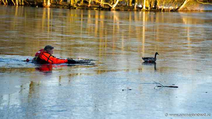 Tot je oksels in het vrieswater voor een eendje, deze held doet het gewoon
